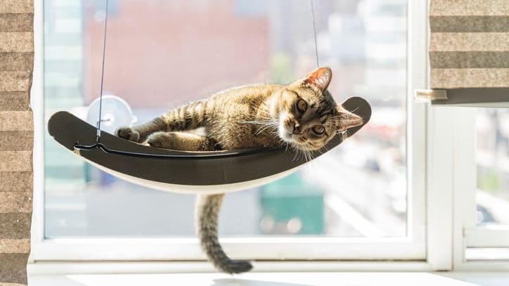 hamakforcats-3